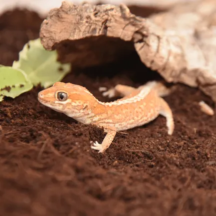 HABISTAT COIR SUBSTRATE 5 LITRES (R4100050) субстрат для тераріума — Фото 2