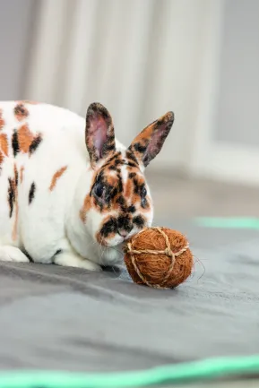 Іграшка Trixie Кокосовий м'яч для гризунів d 6 см — Фото 2
