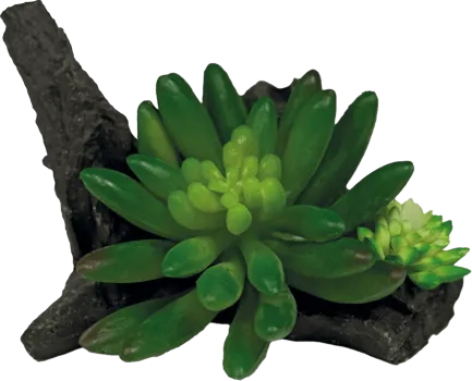 REPTO PLANT SUCCULENT ON DECO (R5100555) Штучна рослина для тераріума