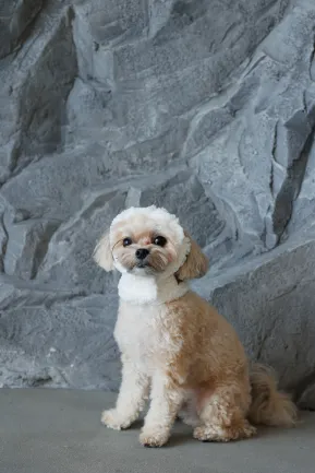 Шапка Pet Fashion Teddy для собак розмір XS — Фото 3