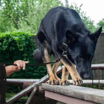 Повідець для Собак Bronzedog Active зі Шнура Тренувальний Чорний L — Фото 9