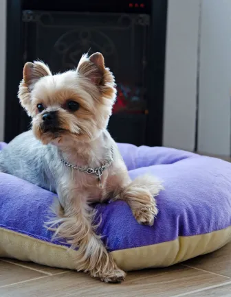 Лежак-подушка зефір №2 Фіолетово-кремовий Luсky Pet, 50х70 — Фото 2