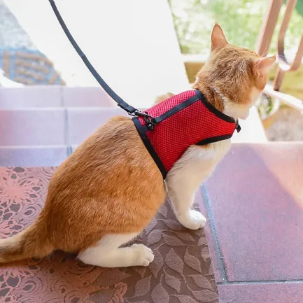 Ferplast JOGGING EXTRA LARGE Шлея з повідцем для котів — Фото 2