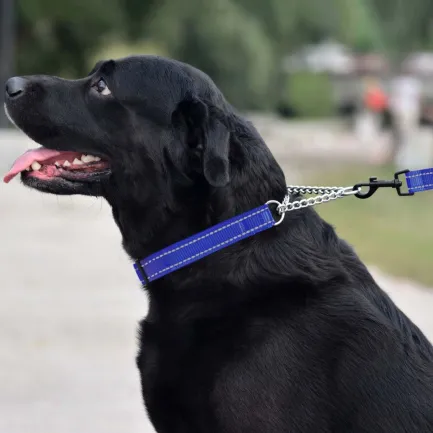Нашийник для Собак Мартингейл BronzeDog Active нейлоновий зі світловідбиттям Синій L — Фото 4
