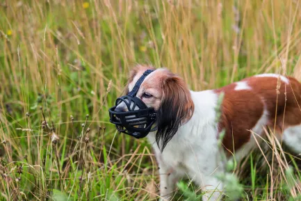 Намордник Trixie Muzzle Flex для собак, силіконовий, L (чорний) — Фото 2