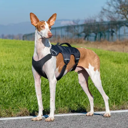 Ferplast ERGOTREKKING XL HARNESS BLACK Ергономічна шлея для собак — Фото 4
