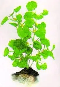 Aquatic Plants (Акватик Плэнтс) Акваріумна рослина, 25 см х 8 шт/уп.