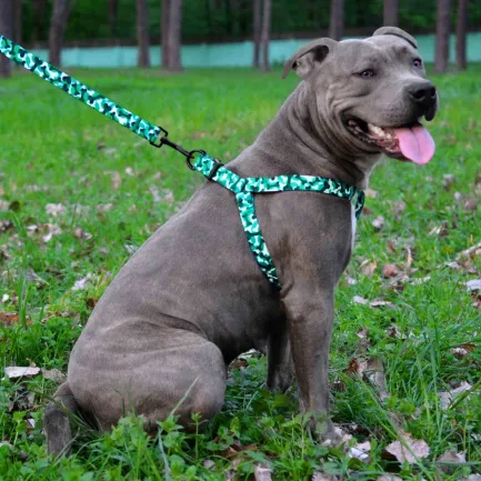 Повідець для Собак Bronzedog Urban Кісточка Нейлоновий Бірюзовий M — Фото 4