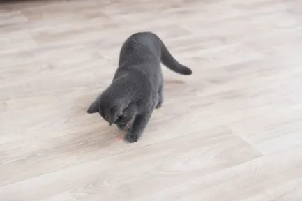 Іграшка Trixie Указка лазерна Moving Light для котів, на стіну, 11 см — Фото 3