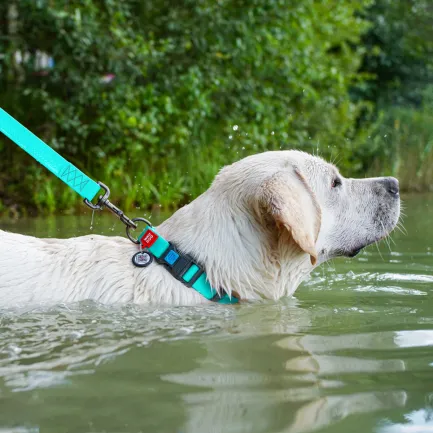 Нашийник для собак водостійкий WAUDOG Waterproof c QR паспортом, світонакоплювальний, пластикова пряжка-фастекс, Ш 25 мм, Дов 38-58 см — Фото 1