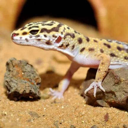 HABISTAT LEOPARD GECKO BEDDING 5 KG (R4100125) субстрат для геконів