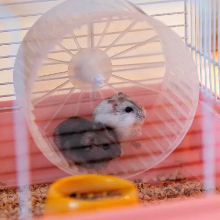 Ferplast CAGE CRICETI 9 PRINCESS WH(x1) Клітка для хом'яків з декором — Фото 4
