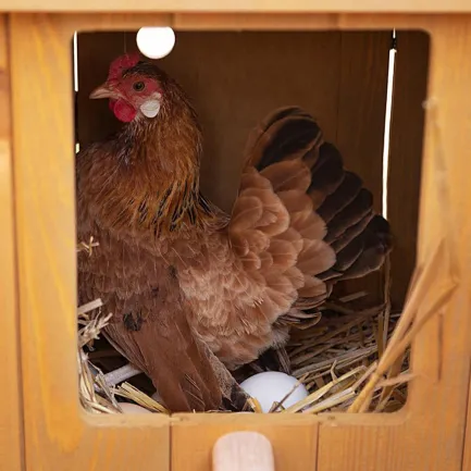 Ferplast CAGE HEN HOUSE 30 Будинок для курей, дерев'яний — Фото 5