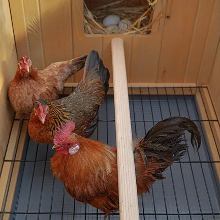 Ferplast CAGE HEN HOUSE 30 Будинок для курей, дерев'яний — Фото 6