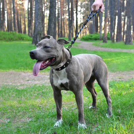 Короткий Повідець для Собак Bronzedog Active з Альпіністського Шнура Світловідбиваючий Чорно-Блакитний L/XL — Фото 5