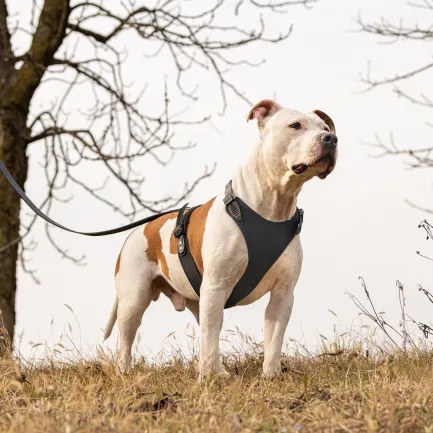 Ferplast GIOTTO P L-XL HARNESS LUXOR Шлея, шкіра — Фото 3