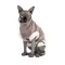 Светр Pet Fashion «Tom» для кота, розмір S, капучіно — Фото 6