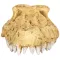 Крокодилячий череп Repti-Zoo Crocodile Skull S 11x6x4см (ERS34S) — Фото 7