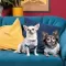 Футболка Pet Fashion Flora для собак бавовна трикотаж білий з квітковим принтом L — Фото 7