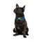 Комірець Pet Fashion «Bright» для собак, розмір XS-XS2, синій — Фото 3