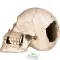 Декорація череп людини Terrario Human Skull XL 15x10x9см (161012) — Фото 12
