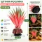 Штучна рослина Hobby Terra Succulent 1 14 см (37730) для тераріуму, акватераріуму та палюдаріуму — Фото 4