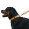 Нашийник для Собак BronzeDog Active Нейлоновий зі Світловідбиттям та Металевою Пряжкою Помаранчевий L — Фото 7