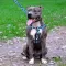 Повідець для Собак Bronzedog Urban Кісточка Нейлоновий Блакитний M — Фото 9