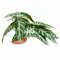 Штучна рослина Hobby Calathea 1 24×14 см (37714) для тераріуму, акватераріуму та палюдаріуму — Фото 3