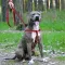 Шлея для Собак BronzeDog Active Нейлонова зі Світловідбиттям Червона M — Фото 10