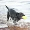 Іграшка AirDog Squeaker Football регбі м’яч для собак малих порід, S — Фото 7