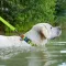 Нашийник для собак водостійкий WAUDOG Waterproof c QR паспортом, пластикова пряжка-фастекс, Ш 25 мм, Дов 38-58 см, салатовий — Фото 5
