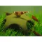 Декорація для креветок Aqua Nova Star Shrimp 50мм (N-30012) — Фото 3