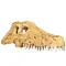 Крокодилячий череп Repti-Zoo Crocodile Skull S 11x6x4см (ERS34S) — Фото 8