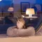 Ferplast CUDDLY 60 CUSHION GREY Лежак для собак і котів — Фото 11