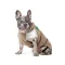 Жилет Pet Fashion Chip для собак M3 — Фото 8