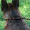 Повідець-Зашморг для Собак Bronzedog Active з Альпіністського Шнура Світловідбиваючий Чорно-Оранжевий L/XL — Фото 16