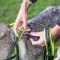 Ferplast SPORT DOG P L YELLOW Шлея, нейлон — Фото 15