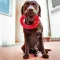 Ferplast SMILE L RED DOG RING — Фото 5