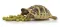 HABISTAT TORTOISE FOOD BANANA 400G (R8100020) корм для сухопутних черепах (різні смаки) — Фото 3