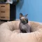Лежак Pet Fashion «Soft» для котів, 48х48х17 см, бежевий — Фото 5