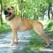 Нашийник для Собак BronzeDog Urban Леопард золотий фастекс Бірюзовий M — Фото 12