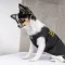 Борцівка Pet Fashion «FBI» для собак, розмір XS2, чорна — Фото 11