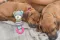 Іграшка Trixie Junior Ведмідь для собак, з кільцем зі звуком, 23 см (текстиль/плюш) — Фото 5