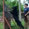 Повідець для Собак Bronzedog Active зі Шнура Тренувальний Чорний L — Фото 18