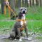 Шлея для Собак BronzeDog Active Нейлонова зі Світловідбиттям Помаранчева L — Фото 10