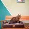 Ferplast HARRIS 65 BEDDING BROWN М'яке місце д/тварин — Фото 8