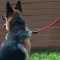 Повідець для Собак Bronzedog Active з Альпіністського Шнура Чорно-Блакитний L/XL — Фото 11