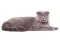 Нашийник для котів та дрібних порід собак WAUDOG Re-cotton з QR паспортом, відновлена бавовна, світловідбиваючий, пластикова пряжка, XS, Ш 10 мм, Дл 2 синій — Фото 7