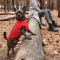 Жилет Pet Fashion «E.Vest» для собак, розмір M, червоний — Фото 8